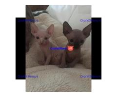 Mannen en vrouwen Sphynx Kittens
