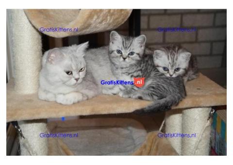 Cattery Kittens te koop €150 Whatsapp-nummer:+32 460224753