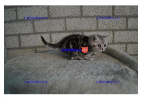 Cattery Kittens te koop €150 Whatsapp-nummer:+32 460224753