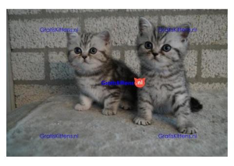 Cattery Kittens te koop €150 Whatsapp-nummer:+32 460224753