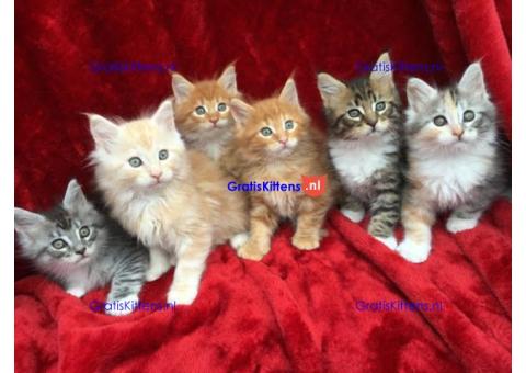 schattige mannelijke en vrouwelijke maine coon-kittens ter adoptie