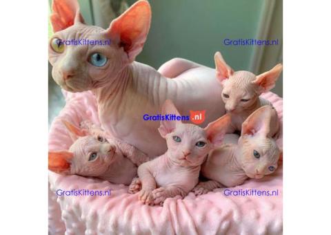 Sphynx-kittens voor adoptie.