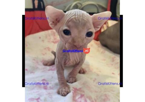 Mooie Sphynx-kittens voor adoptie