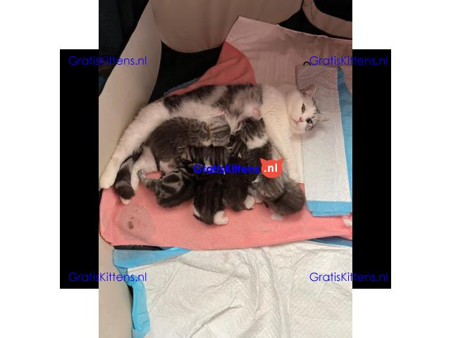 Britse Korthaar/Scottish Fold Blauw en Lilac kitten €150 Whatsapp-nummer: +32 460224753