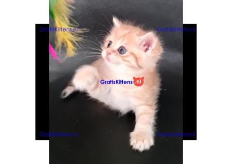 Britse Korthaar/Scottish Fold Blauw en Lilac kitten €150 Whatsapp-nummer: +32 460224753