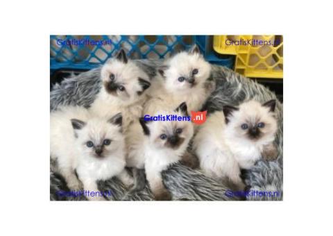 ragdoll kittens voor adoptie