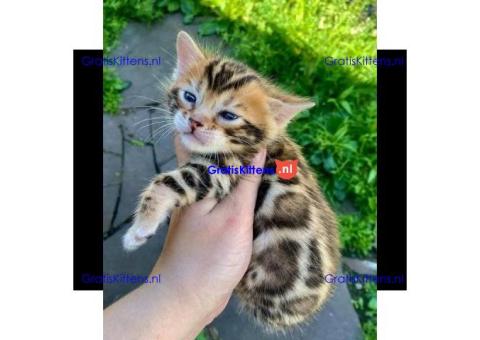 intelligente bengaalse kittens voor adoptie