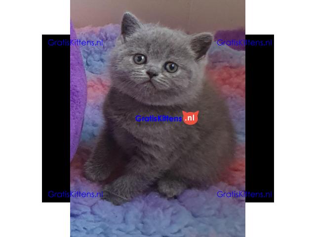 Britse Korthaar/Scottish Fold Blauw en Lilac kitten €150 Whatsapp-nummer: +32 460224753