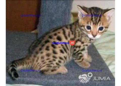 intelligente bengaalse kittens voor adoptie