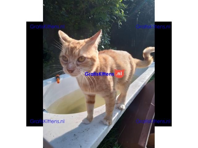 Katertje rood 1 jaar