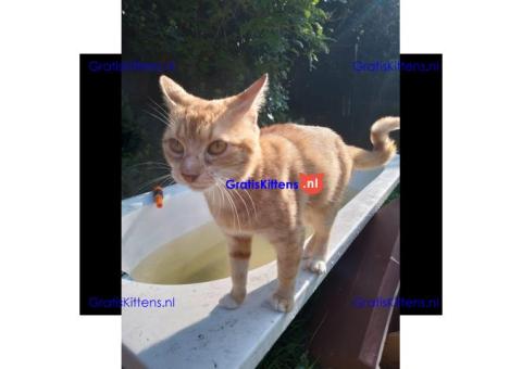 Katertje rood 1 jaar