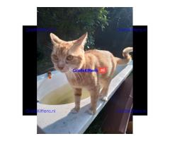 Katertje rood 1 jaar