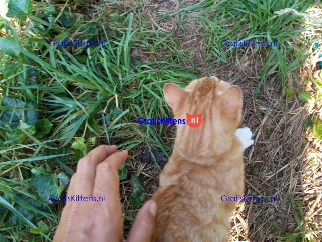 Katertje rood 1 jaar