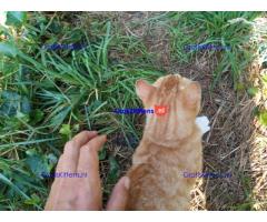 Katertje rood 1 jaar