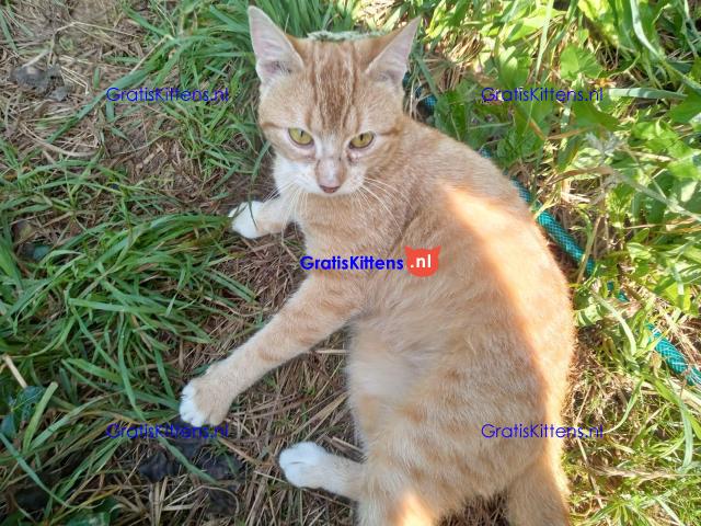 Katertje rood 1 jaar