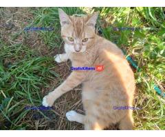 Katertje rood 1 jaar