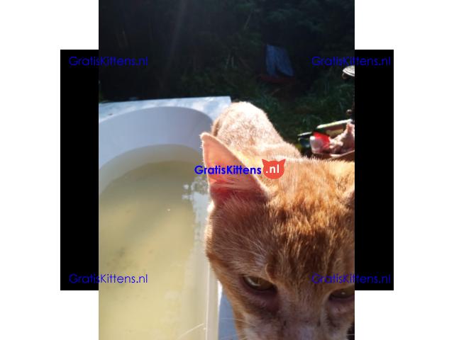 Katertje rood 1 jaar