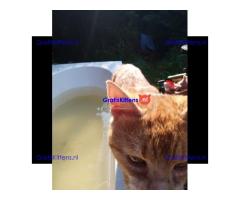 Katertje rood 1 jaar