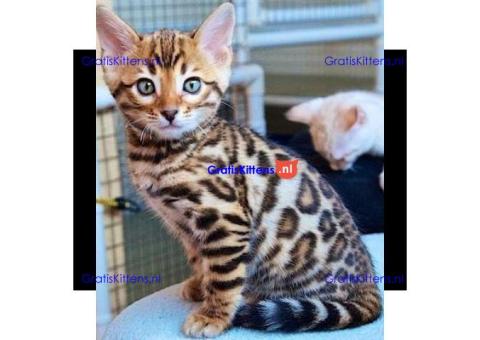 intelligente bengaalse kittens voor adoptie