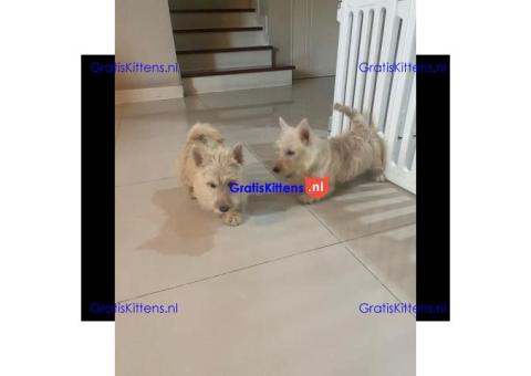 Scottish terrier puppies for sell