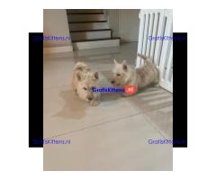 Scottish terrier puppies for sell