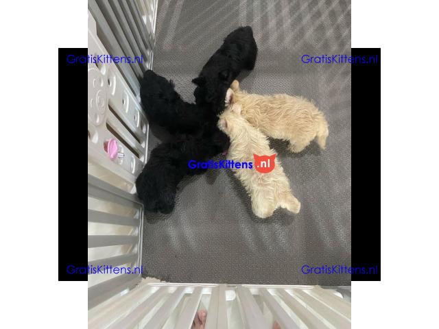 Scottish terrier puppies for sell