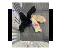 Scottish terrier puppies for sell