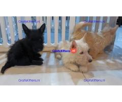 Scottish terrier puppies for sell