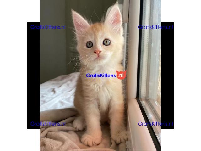 Maine coon  kittens for adoption