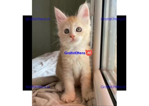 Maine coon  kittens for adoption