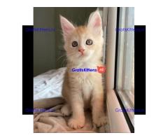 Maine coon  kittens for adoption