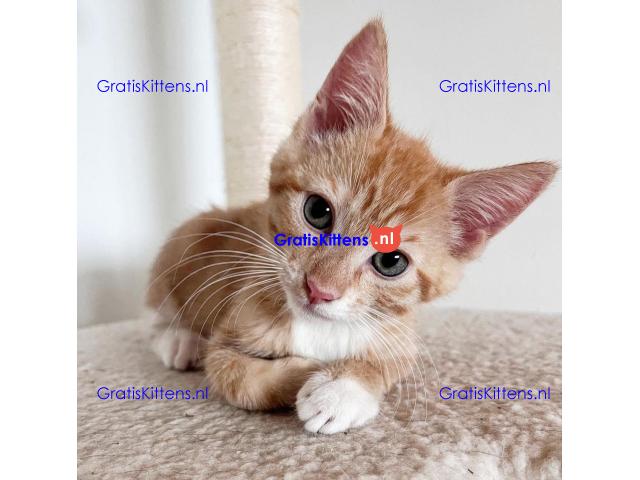 Maine coon  kittens for adoption