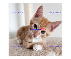 Maine coon  kittens for adoption