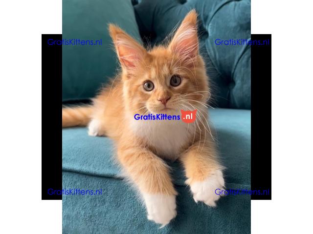 Maine coon  kittens for adoption