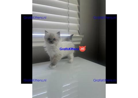 Schattige ragdoll kittens beschikbaar