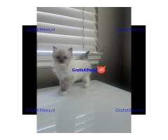 Schattige ragdoll kittens beschikbaar