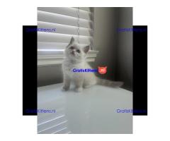 Schattige ragdoll kittens beschikbaar