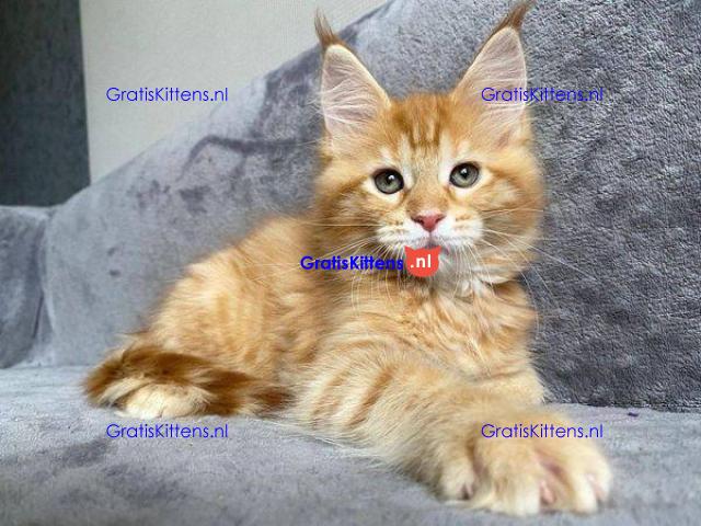 Schattige Maine Coon kittens te koop