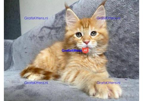 Schattige Maine Coon kittens te koop