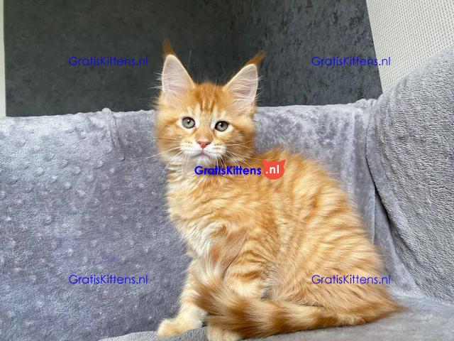 Schattige Maine Coon kittens te koop