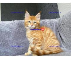 Schattige Maine Coon kittens te koop