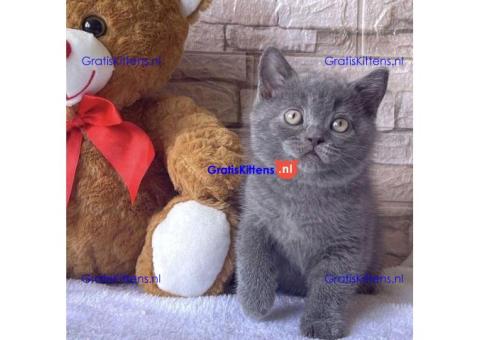 Britse korthaar kittens te koop/adoptie