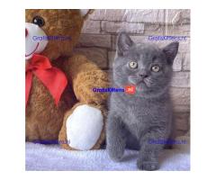 Britse korthaar kittens te koop/adoptie