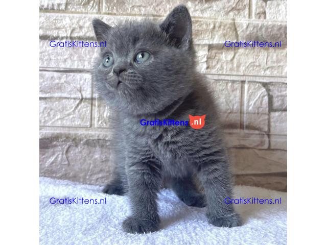 Britse korthaar kittens te koop/adoptie
