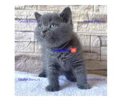 Britse korthaar kittens te koop/adoptie