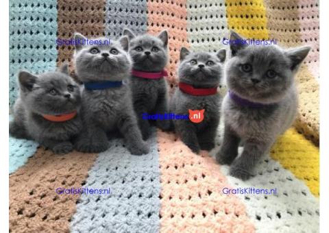 Britse Korthaar kittens te koop