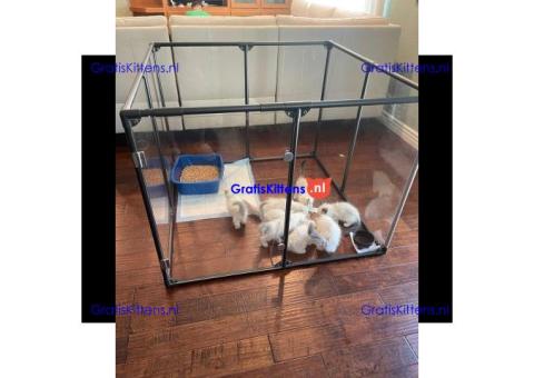 Ragdoll kittens Te koop