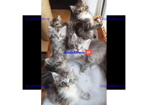 MOOIE MAINE COON KITTENS