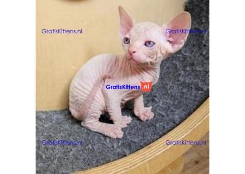 MOOIE SPHYNX KITTENS