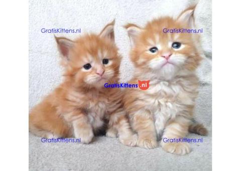 SLIMME MAINE COON KITTENS NU KLAAR